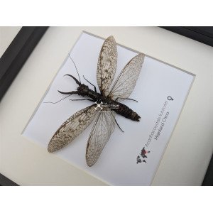 ACANTHACORYDALIS FRUHSTORFERI